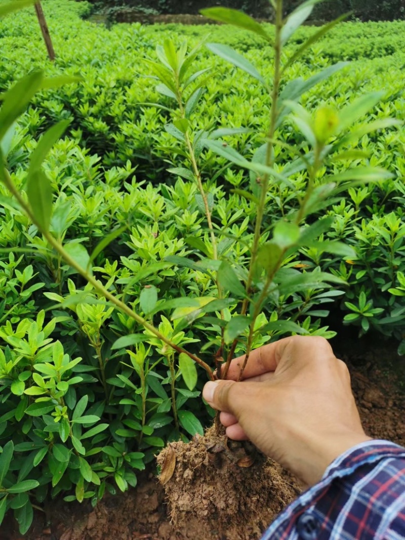 绿化苗木毛娟小苗，叶水清秀