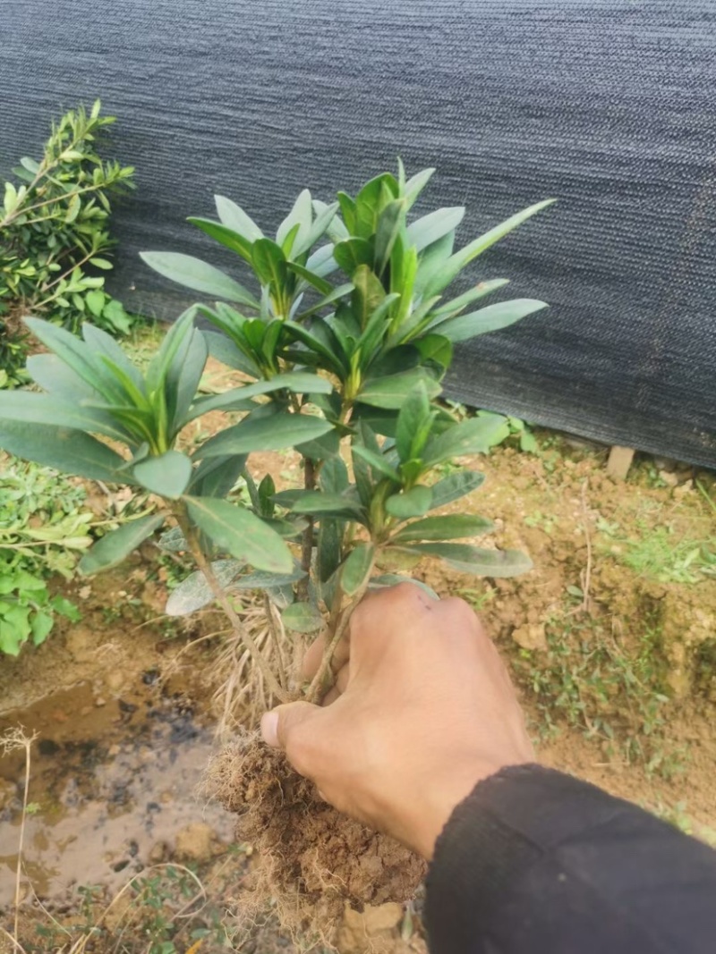 绿化苗木毛娟小苗，叶水清秀
