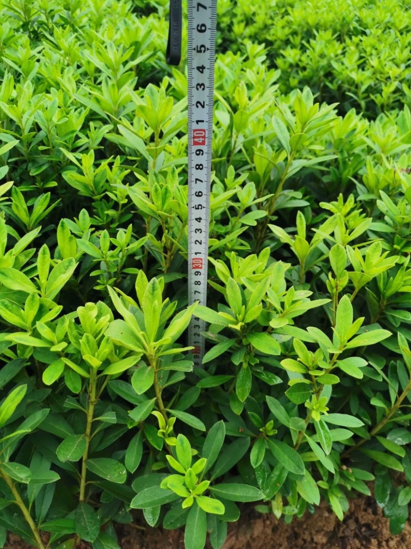 绿化苗木毛娟小苗，叶水清秀