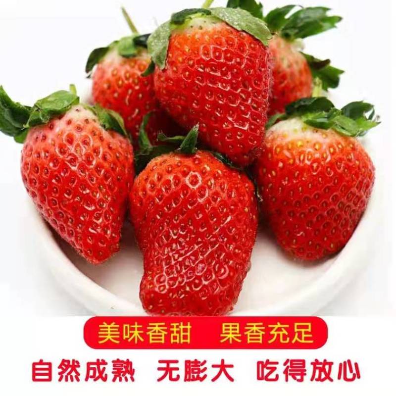 草莓精品甜宝草莓口感甜爽物美价廉产地批发