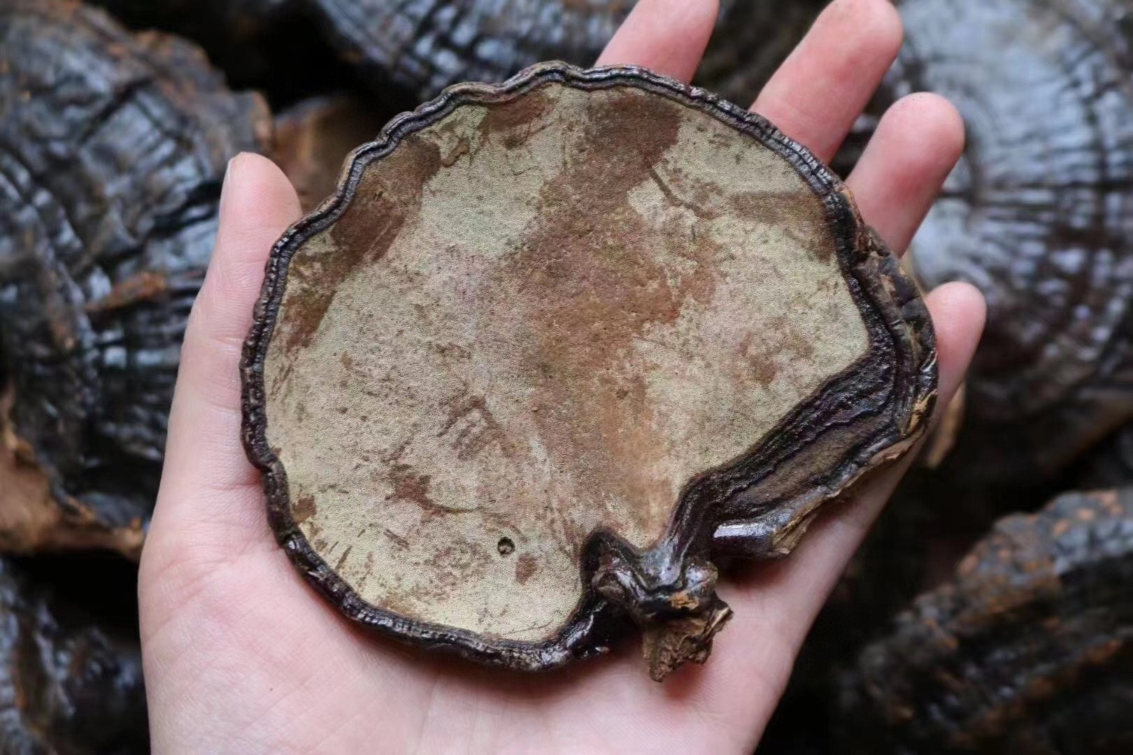 黑灵芝切片与泡水图