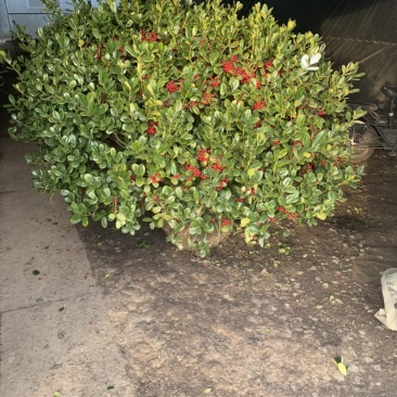 出售枸骨球多种规格美观漂亮用于工程别墅小区造景