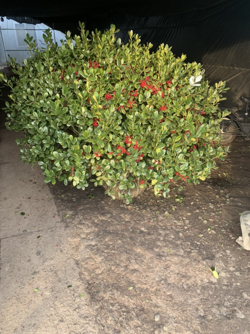 出售枸骨球多种规格美观漂亮用于工程别墅小区造景