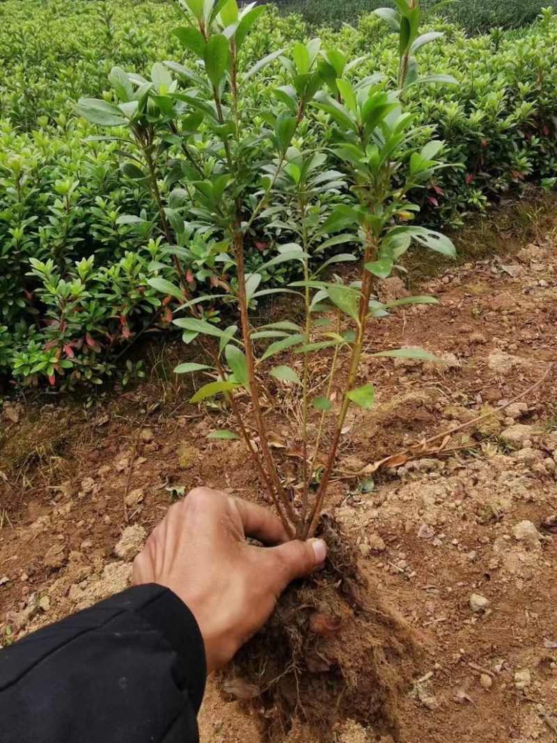 绿化苗木夏杜鹃小苗，苗子粗壮有力，