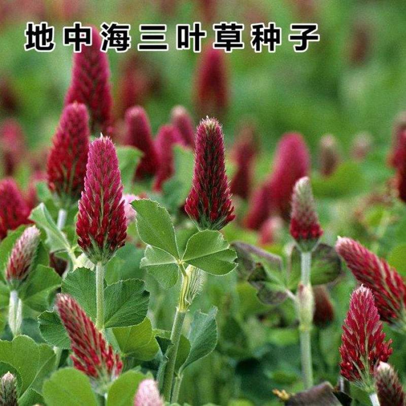 绛三叶种籽，郑州发货无中间商