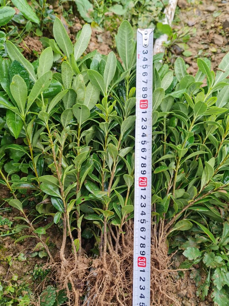湖南郴州大量供应海桐苗海桐球形四季常青装杯苗绿化工程苗