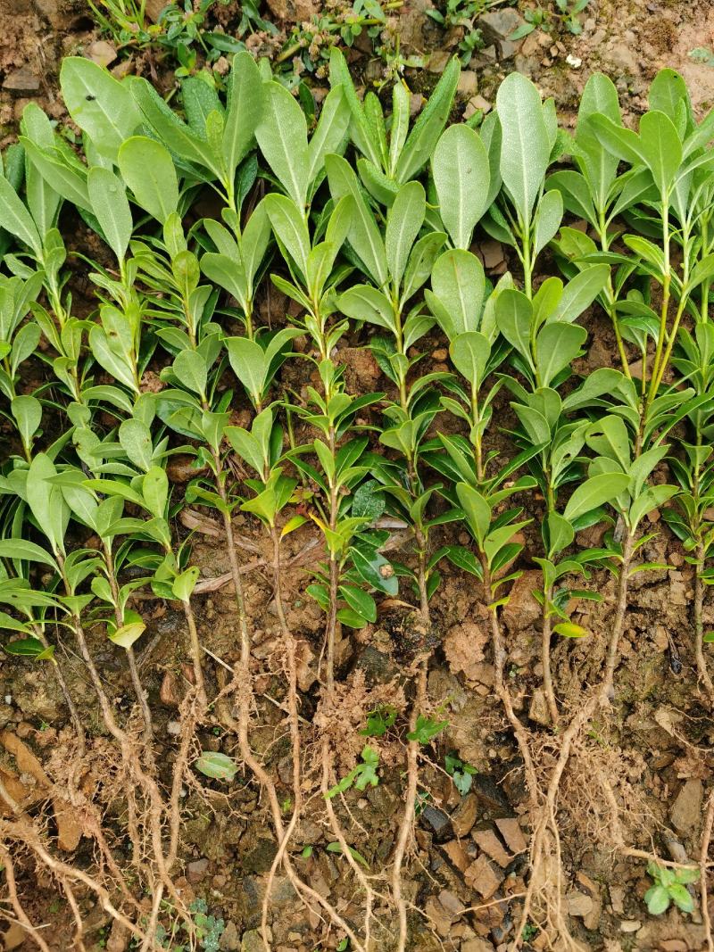 湖南郴州大量供应海桐苗海桐球形四季常青装杯苗绿化工程苗