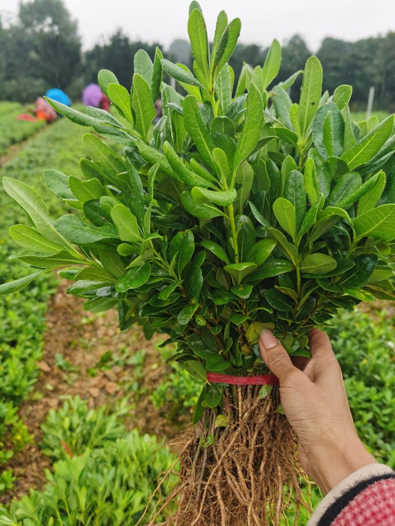 湖南郴州大量供应海桐苗海桐球形四季常青装杯苗绿化工程苗