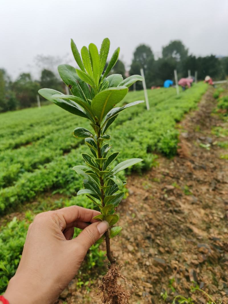 湖南郴州大量供应海桐苗海桐球形四季常青装杯苗绿化工程苗