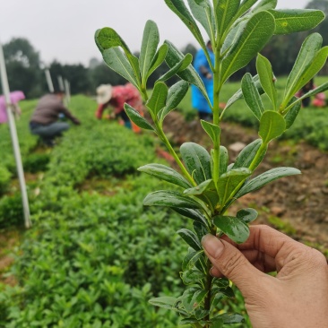 湖南郴州大量供应海桐苗海桐球形四季常青装杯苗绿化工程苗
