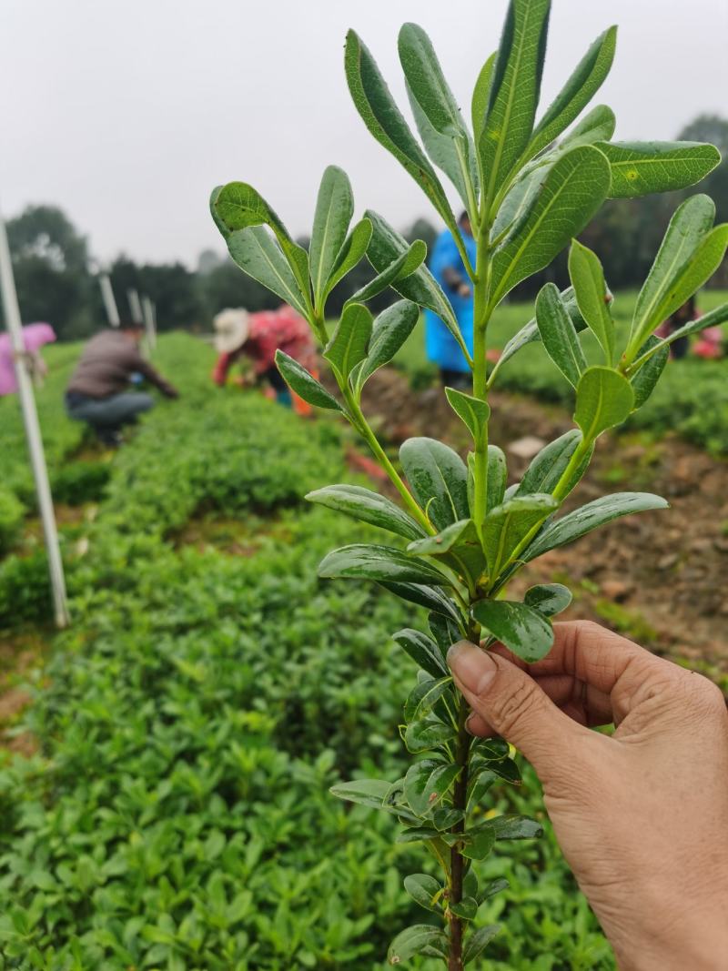 湖南郴州大量供应海桐苗海桐球形四季常青装杯苗绿化工程苗