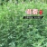 紫花苜蓿种子，厂家直销郑州发货，是属于畜牧草