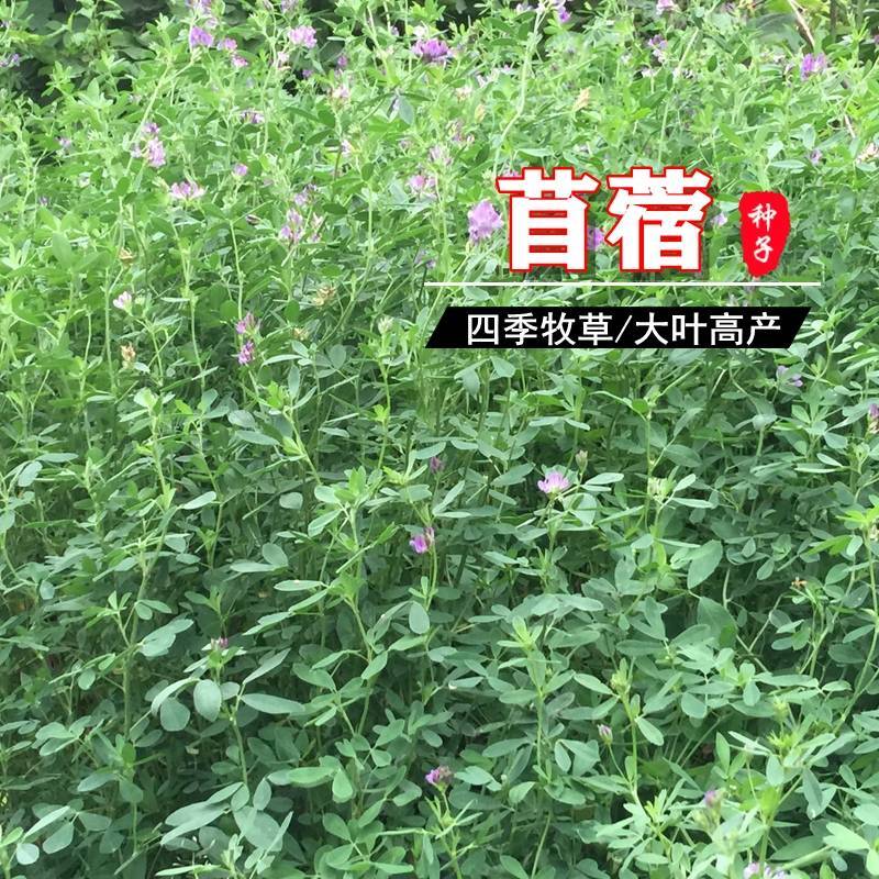 紫花苜蓿种子，厂家直销郑州发货，是属于畜牧草