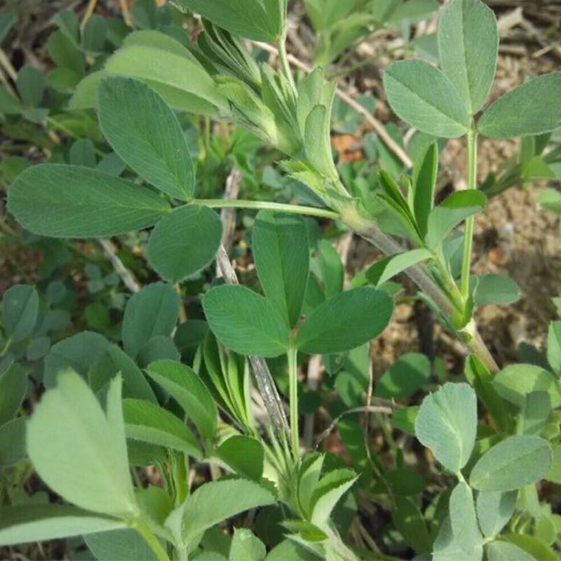 紫花苜蓿种子，厂家直销郑州发货，是属于畜牧草
