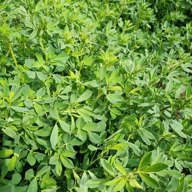紫花苜蓿种子，厂家直销郑州发货，是属于畜牧草