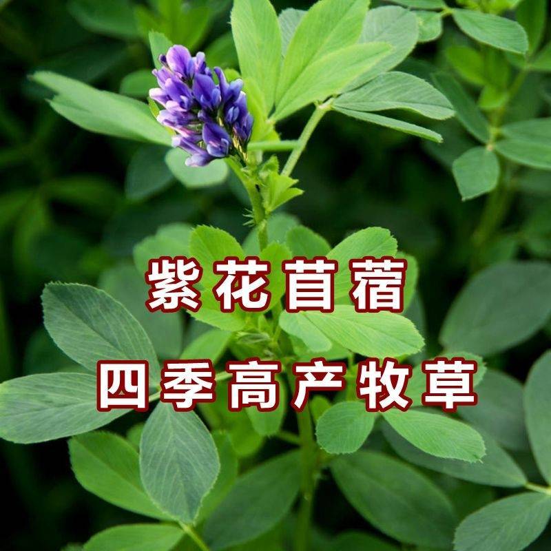 紫花苜蓿种子，厂家直销郑州发货，是属于畜牧草