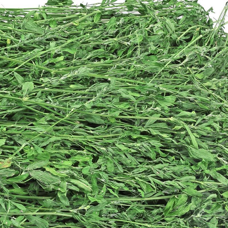 紫花苜蓿种子，厂家直销郑州发货，是属于畜牧草