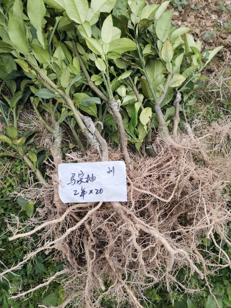 红肉马家柚苗，甜味红肉柚苗，自己果园育苗放心引种现挖保湿
