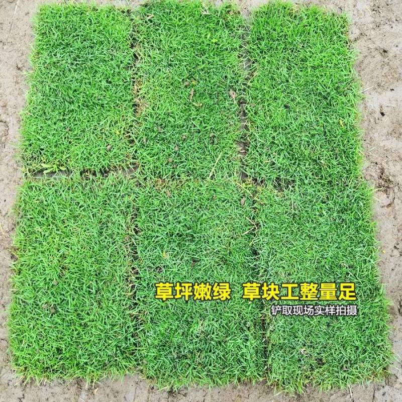 绿化草坪，厂家直销，果岭草，马尼拉草坪，早熟禾