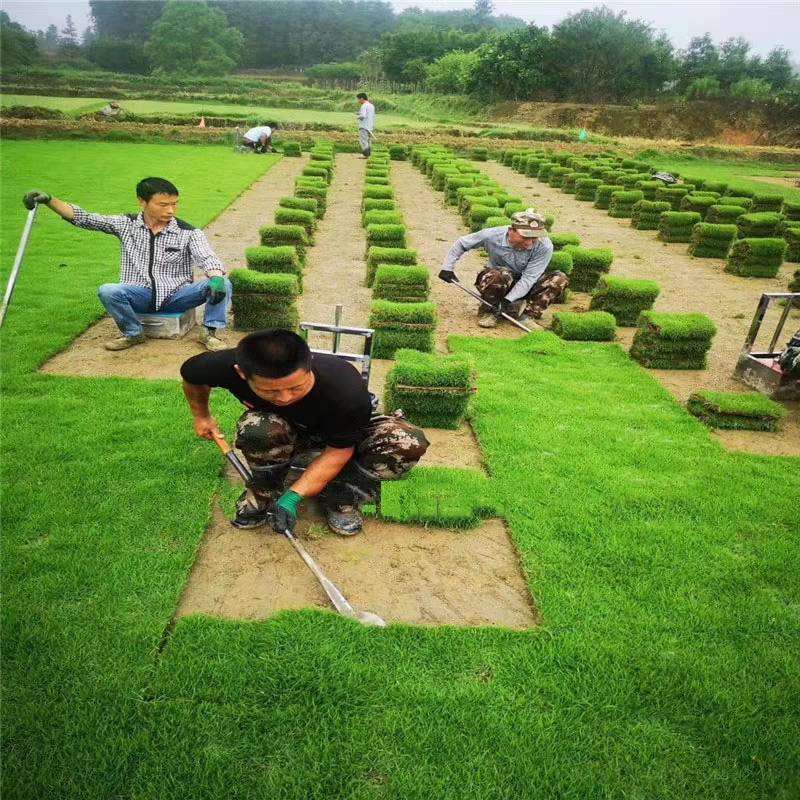 绿化草坪，厂家直销，果岭草，马尼拉草坪，早熟禾
