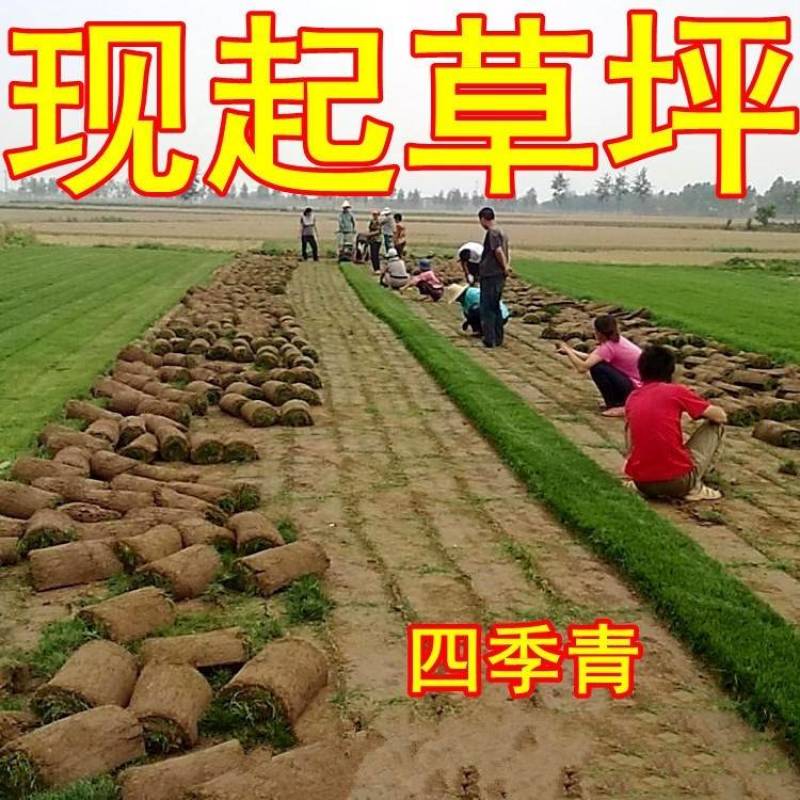 绿化草坪，厂家直销，果岭草，马尼拉草坪，早熟禾