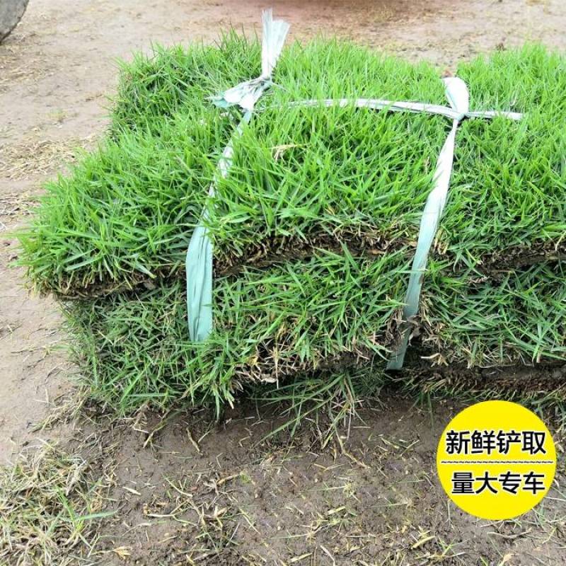 绿化草坪，厂家直销，果岭草，马尼拉草坪，早熟禾