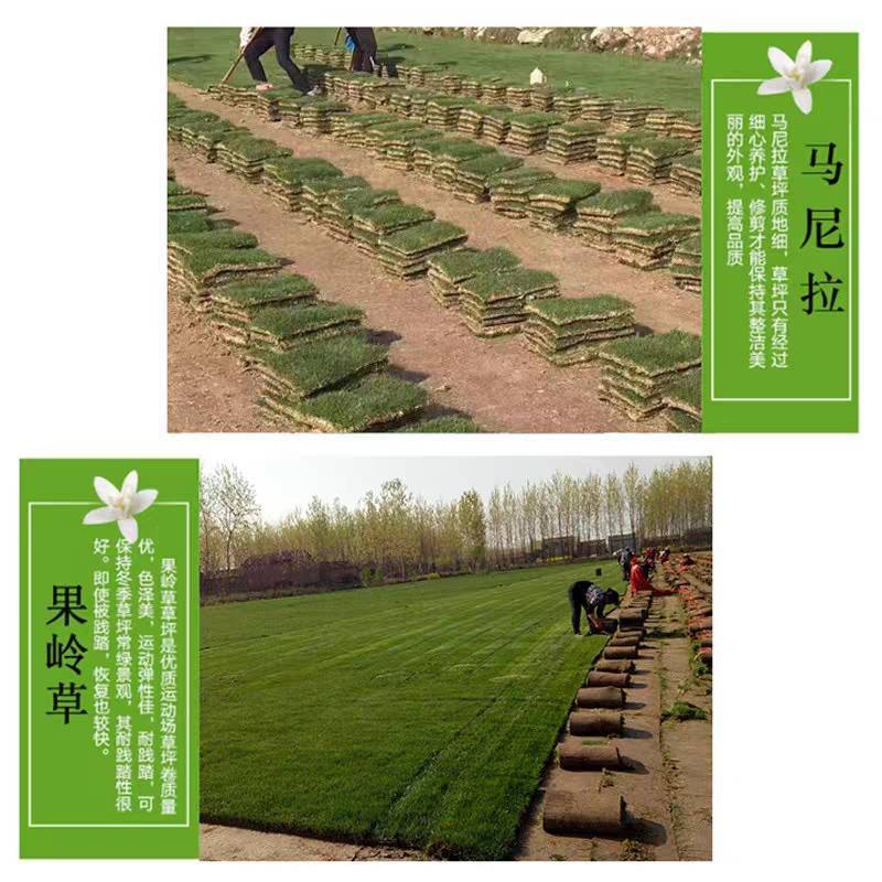 绿化草坪，厂家直销，果岭草，马尼拉草坪，早熟禾