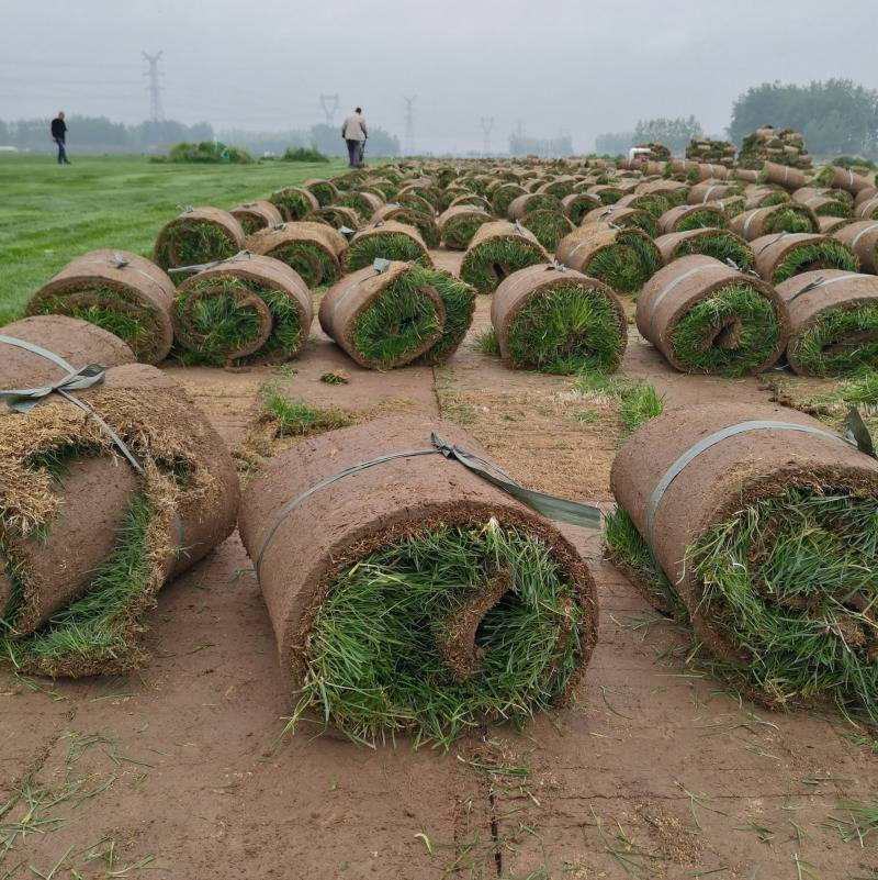 绿化草坪，厂家直销，果岭草，马尼拉草坪，早熟禾