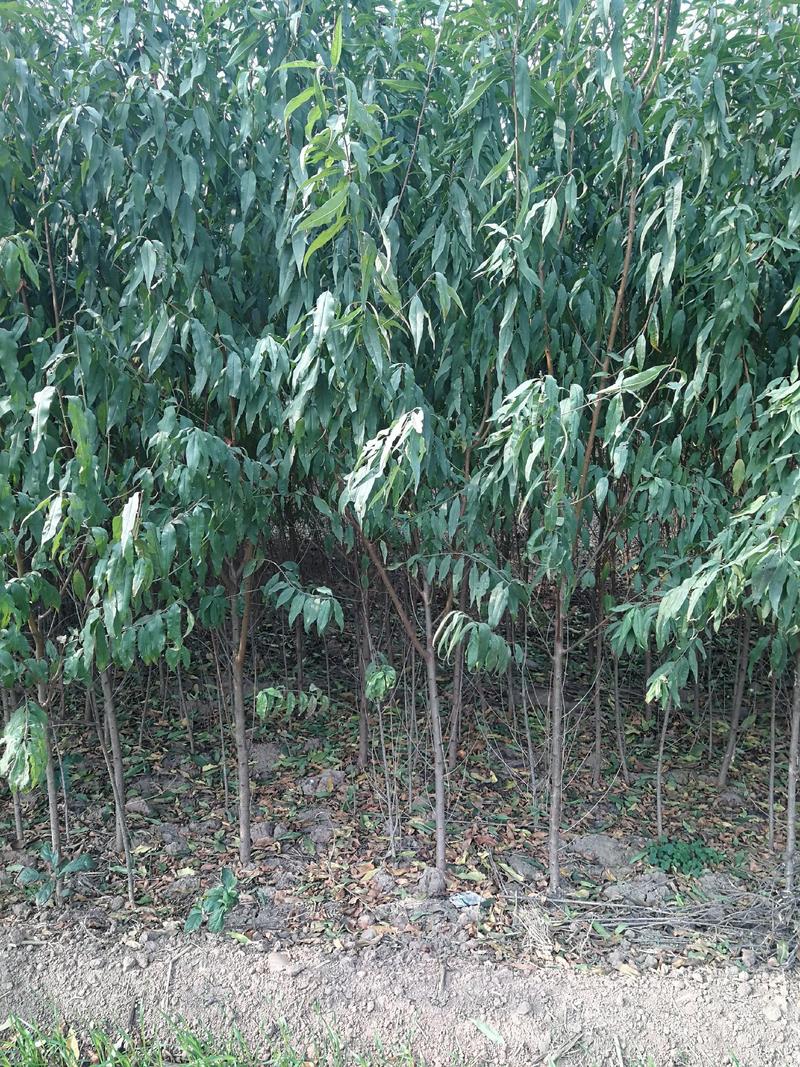 毛桃苗桃树实生苗直供1-8公分毛桃树苗