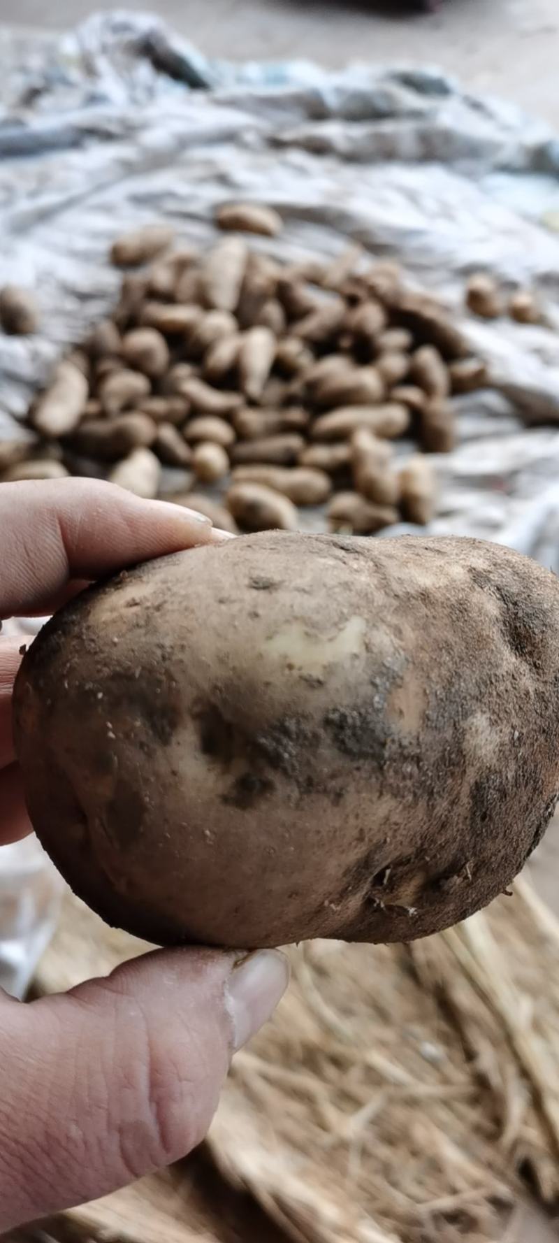 土豆马铃薯荷兰十五226，先做人后做事。
