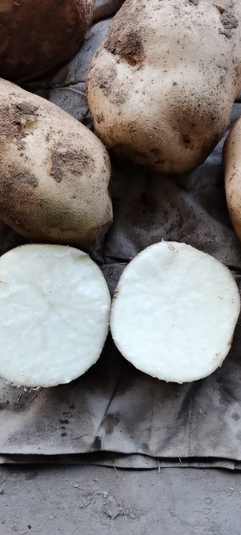 土豆马铃薯荷兰十五226，先做人后做事。