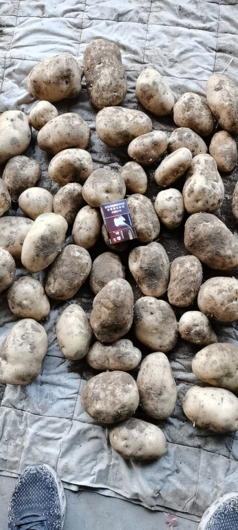 土豆马铃薯荷兰十五226，先做人后做事。