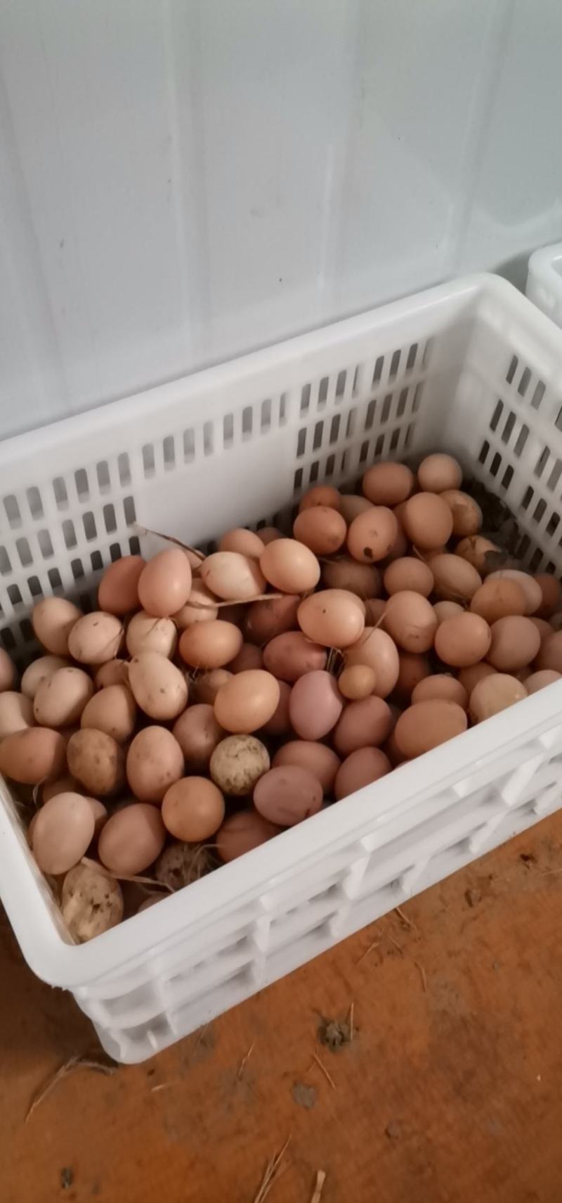 散养土鸡蛋（草鸡蛋）真诚的寻找合作方，如果有需要请联系