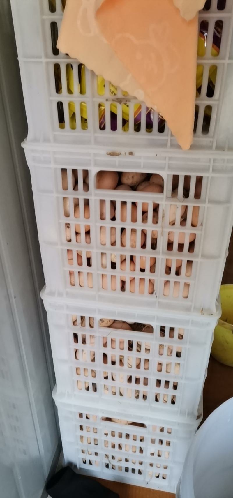 散养土鸡蛋（草鸡蛋）真诚的寻找合作方，如果有需要请联系