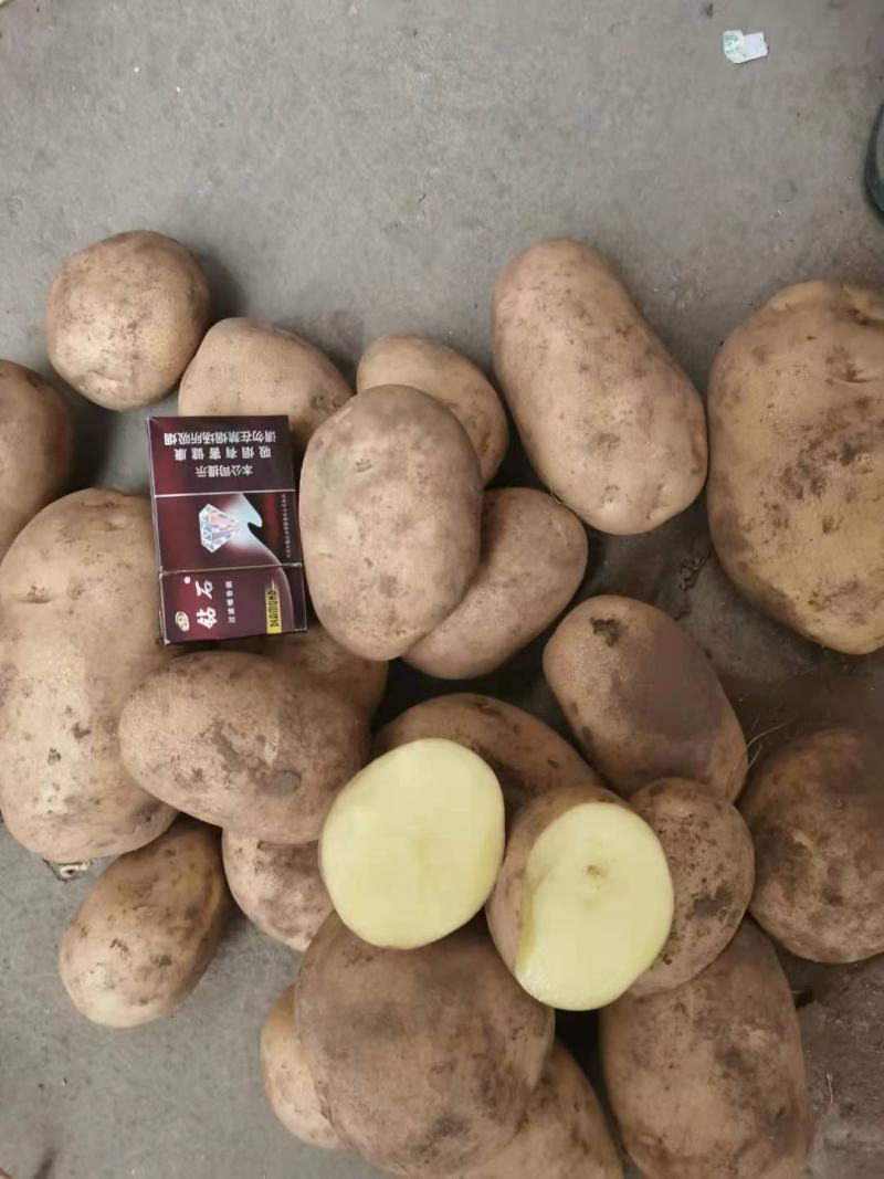 土豆马铃薯荷兰十五226，先做人后做事。