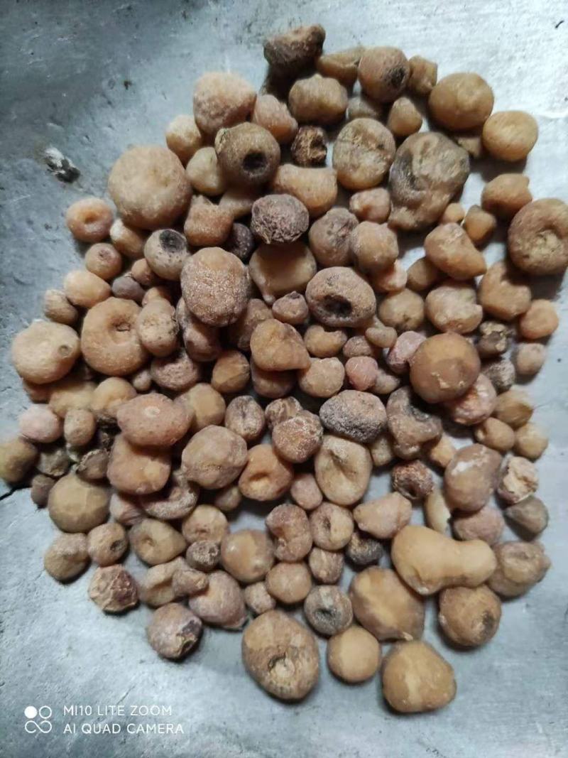 赶黄草货好量大大量有货需要大货提前联系