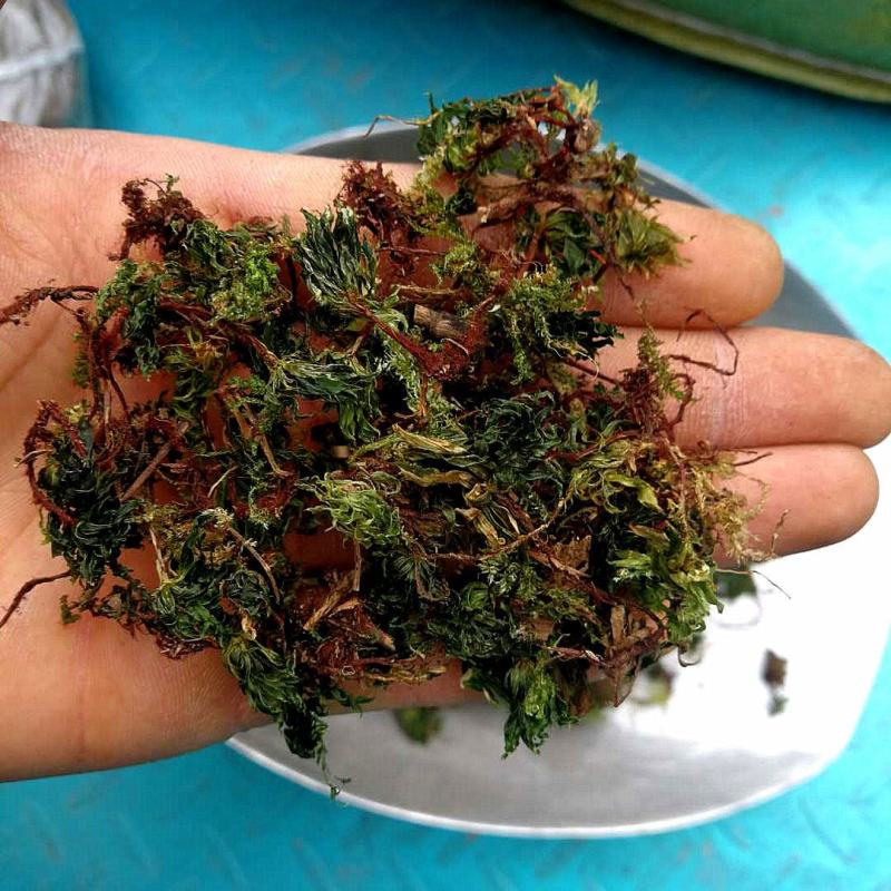 回心草茴心草、铁脚一把伞、岩谷伞、大叶藓货好量大