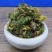 回心草茴心草、铁脚一把伞、岩谷伞、大叶藓货好量大