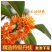广西桂林浓香新鲜丹桂花干花食用干桂花干茶烘焙泡水茶红色桂