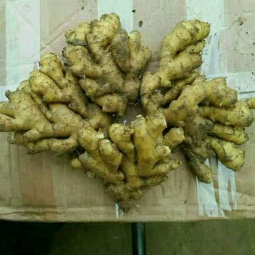 供应小黄姜，山东精品小黄姜，窖存现货质量保证