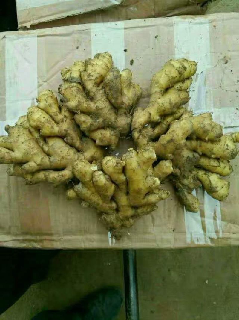 供应小黄姜，山东精品小黄姜，窖存现货质量保证