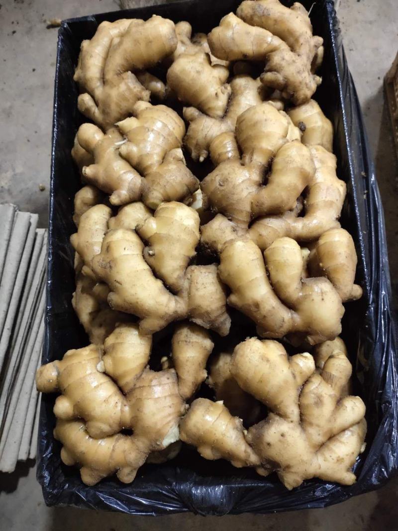 供应小黄姜，山东精品小黄姜，窖存现货质量保证