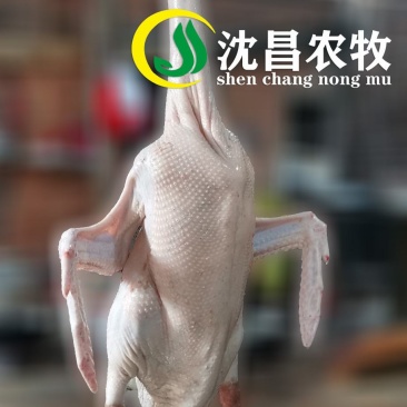 【黑狮头鹅现宰现发】光鹅、鹅肉、白条