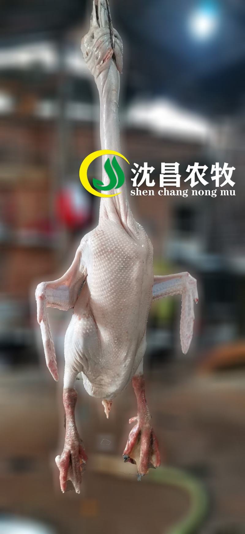 【黑狮头鹅现宰现发】光鹅、鹅肉、白条