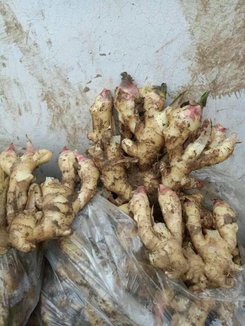 供应小黄姜，山东精品小黄姜，窖存现货质量保证