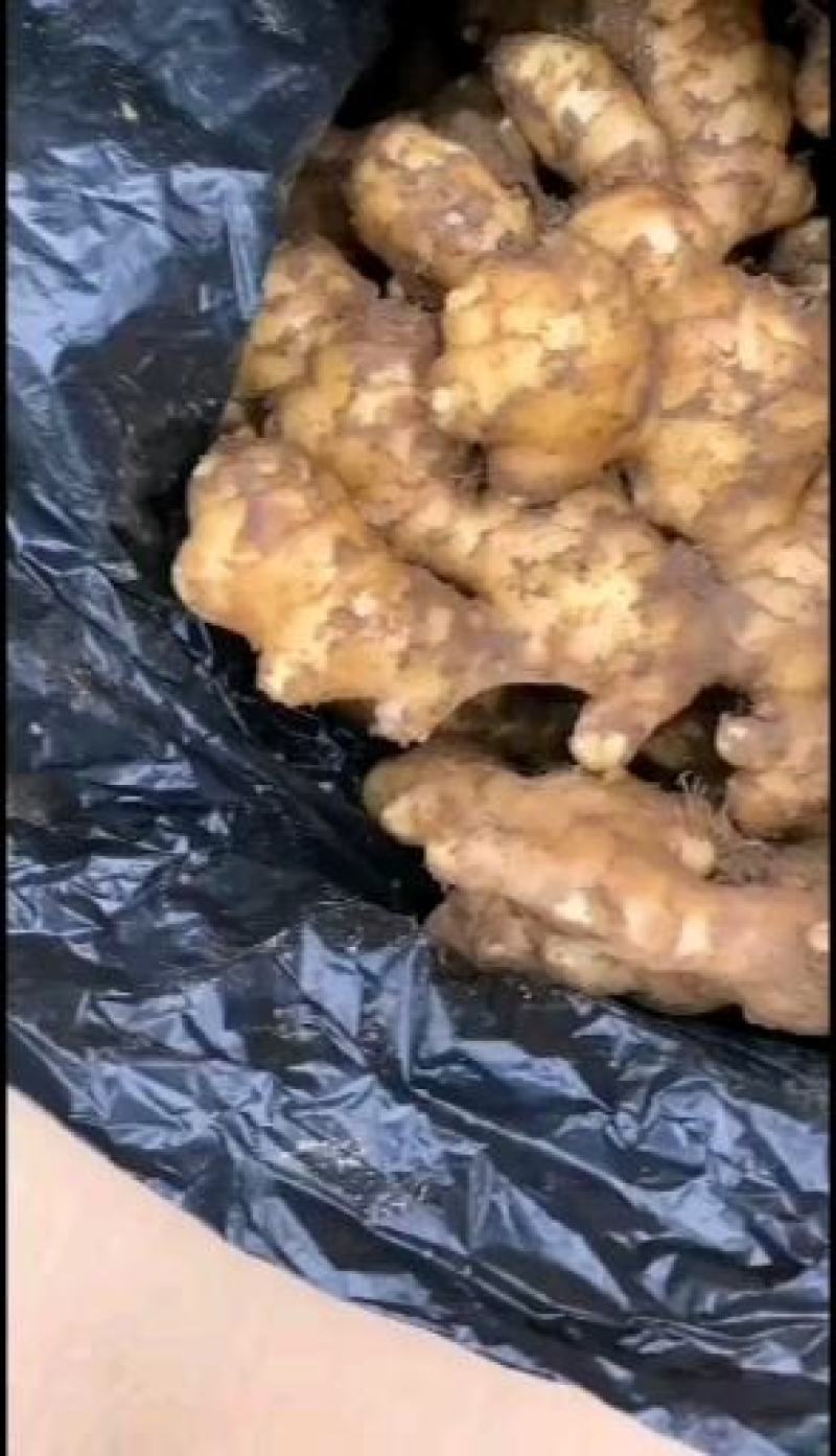 供应小黄姜，山东精品小黄姜，窖存现货质量保证