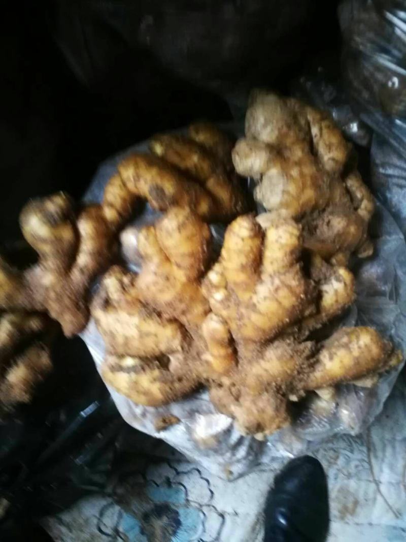 供应小黄姜，山东精品小黄姜，窖存现货质量保证