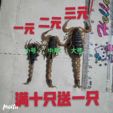 沂蒙山十足全蝎满50全国包邮