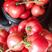 山东费县硬粉西红柿大量供应中，优质货源，质量有保证。