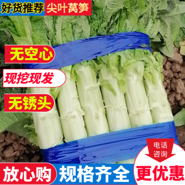 万亩大棚莴笋红尖叶莴笋精品莴苣叶绿肉白量大质优